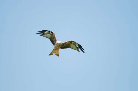 Red Kiteの写真素材