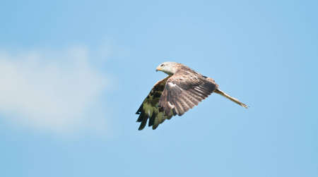 Red Kite