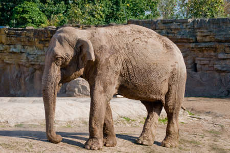 Elephantの写真素材