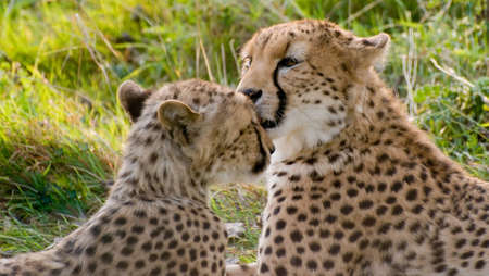 Cheetahsの写真素材