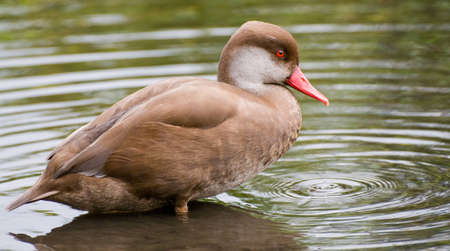 Brown Duck