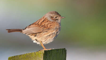 Dunnockの写真素材