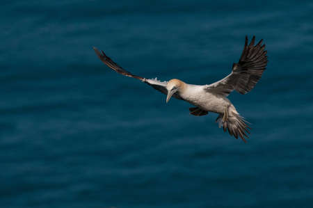 Gannet in flightの写真素材