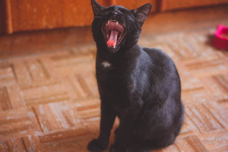 Sleepy Black Cat Sitting in the Bedroom Floorの写真素材