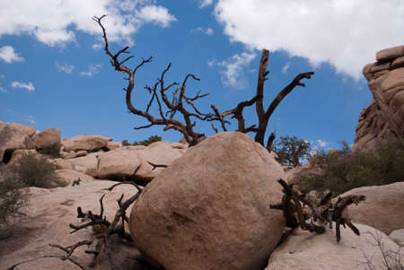 Joshua Tree National Park - Rock formation near Baker Damのeditorial素材