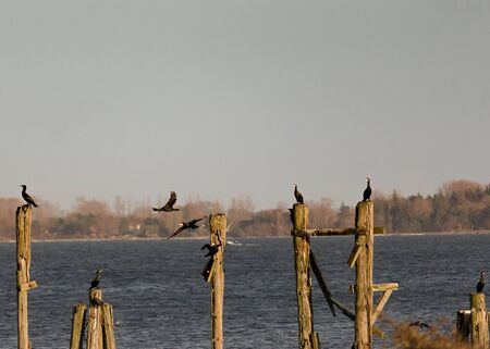 Cormorants lurking on a pole in the water on fishの写真素材