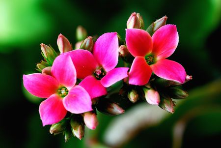 This is very beautiful begoniaの写真素材