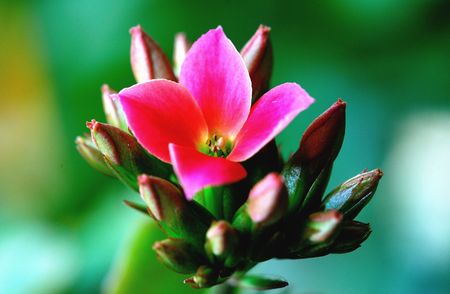 This is very beautiful begoniaの写真素材