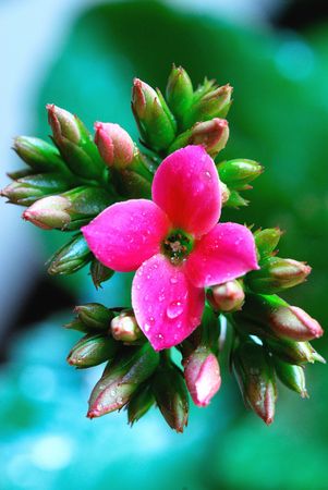 This is very beautiful begoniaの写真素材