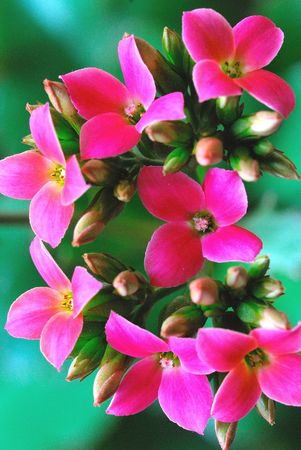 This is very beautiful begoniaの写真素材