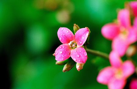 This is very beautiful begoniaの写真素材