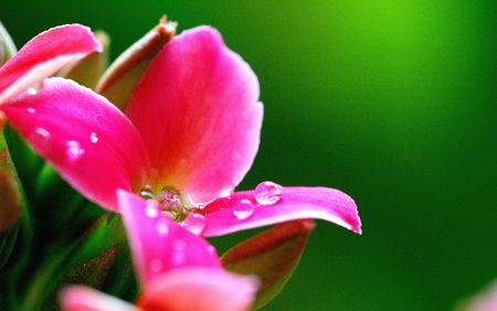 This is very beautiful begonia