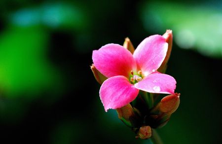 This is very beautiful begoniaの写真素材