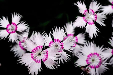 A street from the beautiful flowersの写真素材