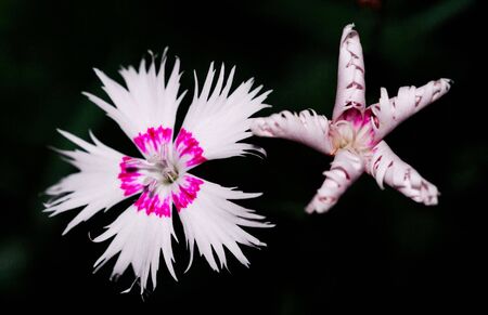 A street from the beautiful flowersの写真素材