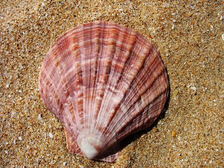 Beautiful shells on the beach