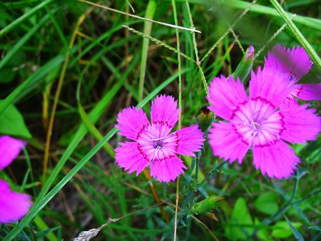 Nature of some beautiful flowersの写真素材