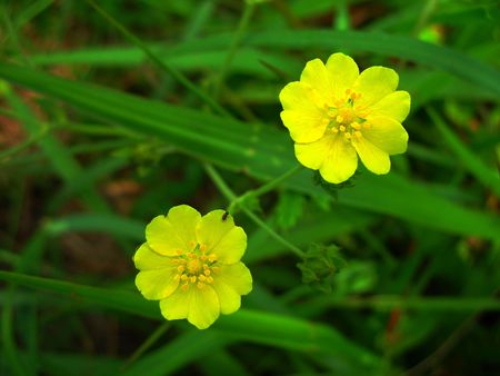 Nature of some beautiful flowersの写真素材