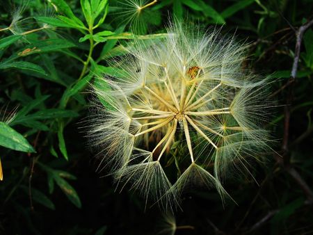 Dandelion in the beautiful wildernessの写真素材