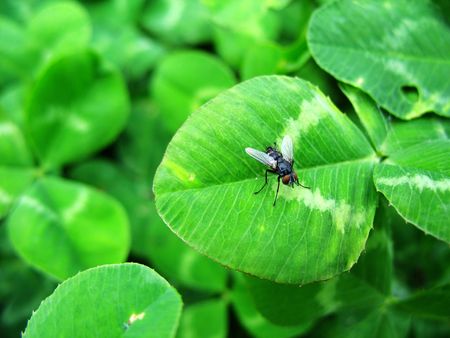 Field of flowers, some of which fliesの写真素材