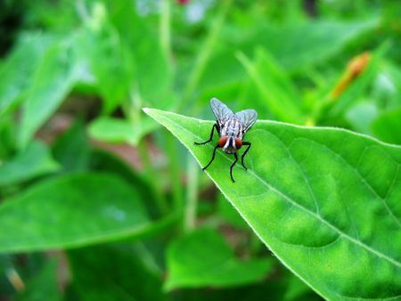 Field of flowers, some of which fliesの写真素材
