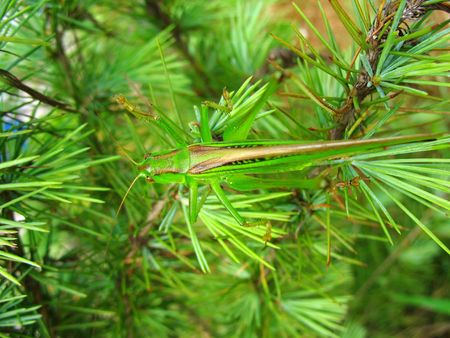 Some of the beautiful fields of green locustの写真素材