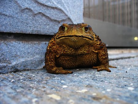 Predatory insects in the field of large toadの写真素材