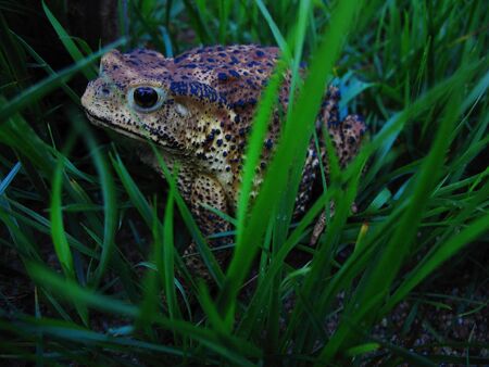 Predatory insects in the field of large toadの写真素材