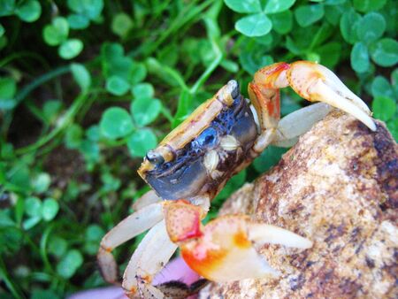 Above the small coastal crabの写真素材