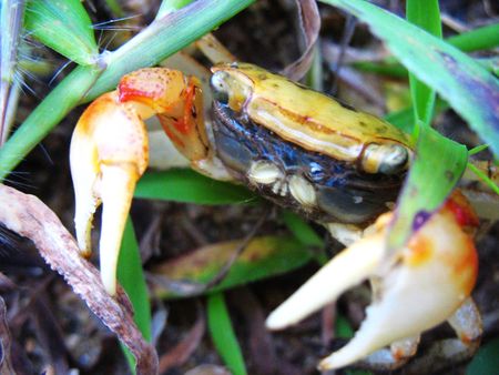 Above the small coastal crabの写真素材