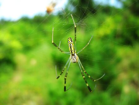 A variety of spiders in natureの写真素材