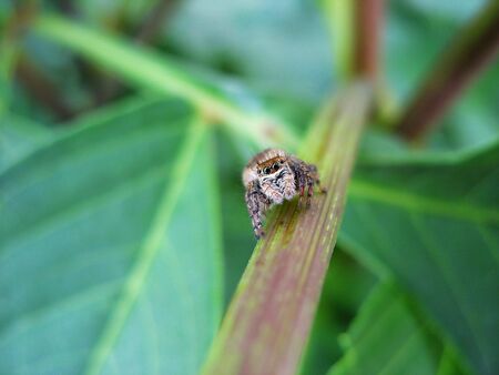 A variety of spiders in natureの写真素材
