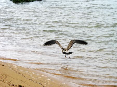 Beautiful birds in the sea gullsの写真素材