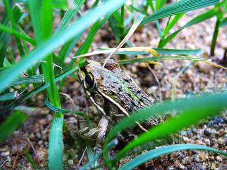 Beneficial insects in the field of small frogsの写真素材