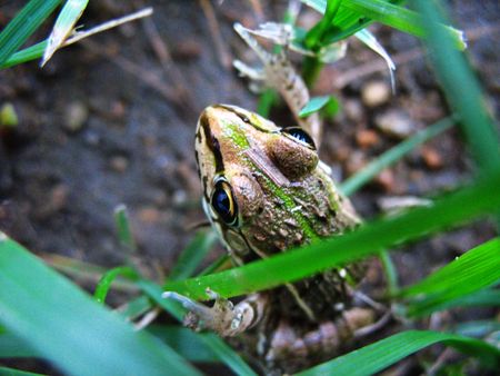 Beneficial insects in the field of small frogsの写真素材