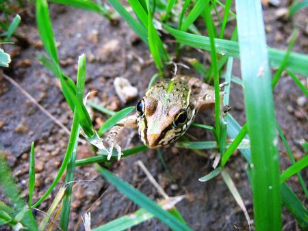 Beneficial insects in the field of small frogsの写真素材