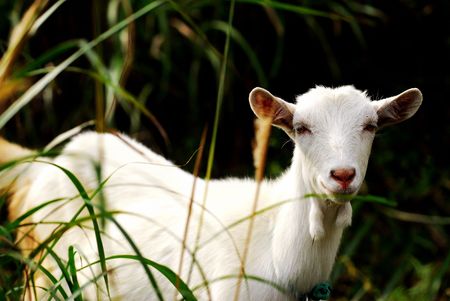 Field in the cute sheepの写真素材