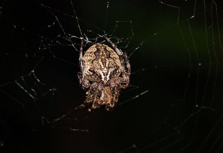 A variety of spiders in natureの写真素材