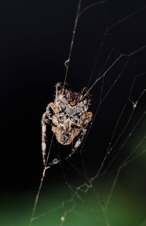 A variety of spiders in natureの写真素材