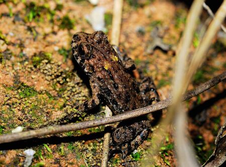 Predatory insects in the field of large toadの写真素材