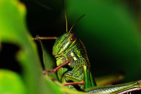 Some of the beautiful fields of green locustの写真素材