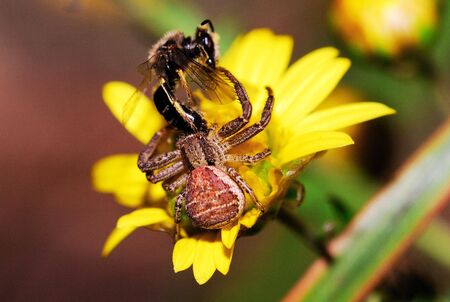 A variety of spiders in natureの写真素材
