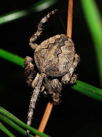 A variety of spiders in natureの写真素材