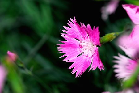 Nature of some beautiful flowersの写真素材