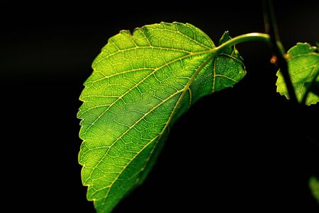 The leaves of the beautiful natureの写真素材