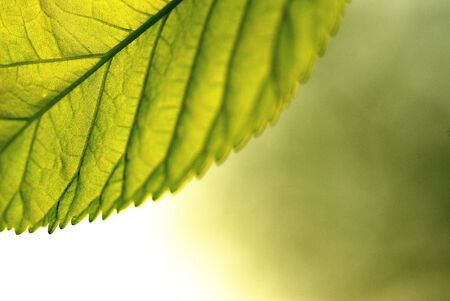 The leaves of the beautiful natureの写真素材