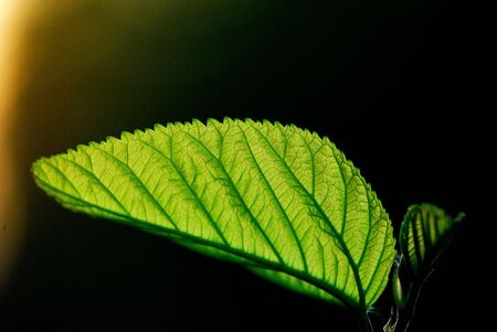 The leaves of the beautiful natureの写真素材