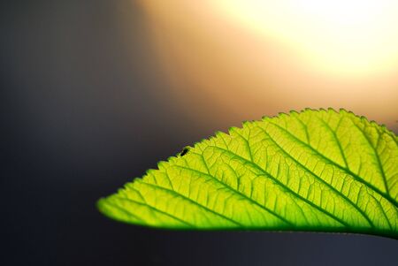 The leaves of the beautiful natureの写真素材