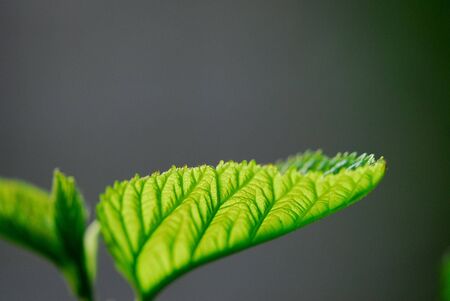 The leaves of the beautiful natureの写真素材