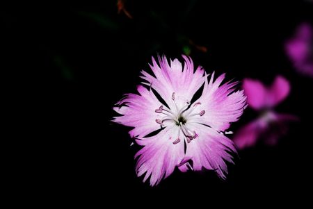 Nature of some beautiful flowersの写真素材